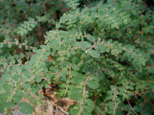 Spurge (Euphorbia spp)