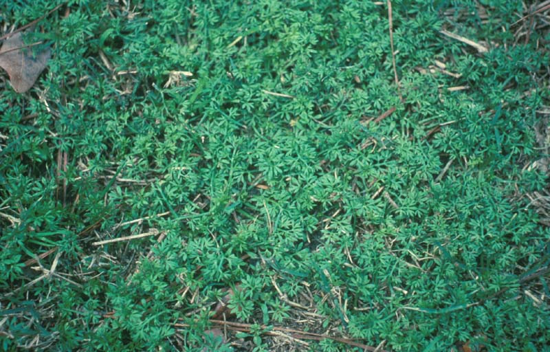 Lawn Burweed (Spurweed)