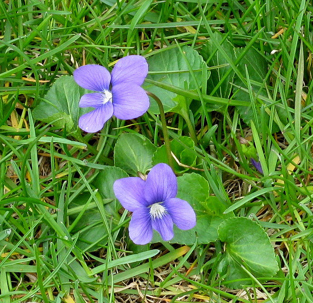 Wild Violet (Viola sororia)
