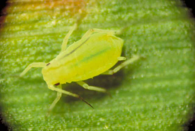Greenbug Aphids